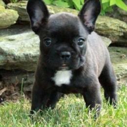 French Bulldog Puppies from Vivante French Bulldogs