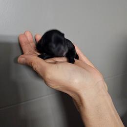 Puppy 5 - Black and brindle female Pomeranian puppy in Modesto, California from SelfiePoms