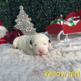 Yellow girl - White female Bernedoodle puppy in Modesto, California from Two Doods Doodles