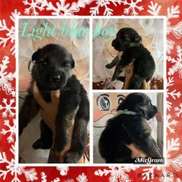 Border Collie and German Shepherd Puppies from Megan's Kennel and Boarding/ Vom Haus Trahan