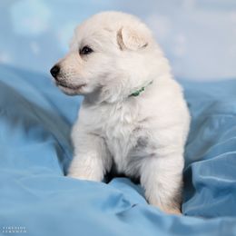 Boy 3 - male Berger Blanc Suisse puppy in Chestnut, Illinois from Fireside Fernweh