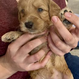 Goldendoodle Puppies from Loving Hearts Goldendoodles
