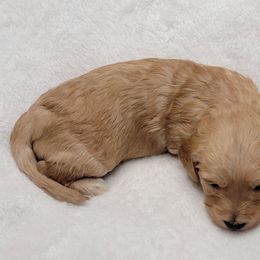 Goldendoodle Puppies from Lake Village Doodles