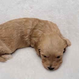 Goldendoodle Puppies from Lake Village Doodles