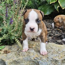 Girl 1 - Brown brindle female American Staffordshire Terrier puppy in Springfield, Illinois from Prairieland Kennels