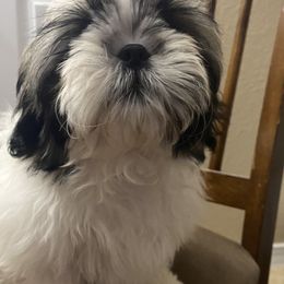 Shih Tzu Puppies from Willow Lane Shih Tzus