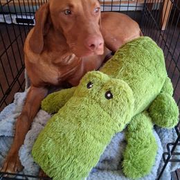 Mylo - Golden rust male Vizsla puppy in Maineville, Ohio from Izabella Vizslas