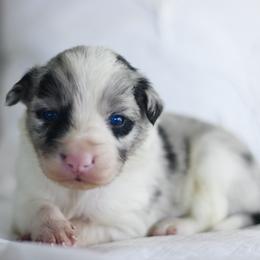 Toby - Blue merle male Border Collie puppy in Hesperus, Colorado from I&A Border Collies