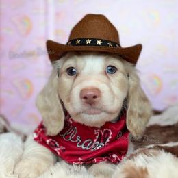 Malibu Ken - Cream male Dachshund puppy in Chandler, Arizona from Vonaducci Doxies, LLC.