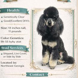 Knox - Poodle