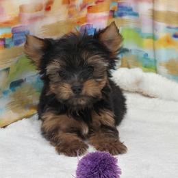 Henry TEACUP - Black and tan male Yorkshire Terrier puppy in Monticello, Iowa from Ashley’s Puppies