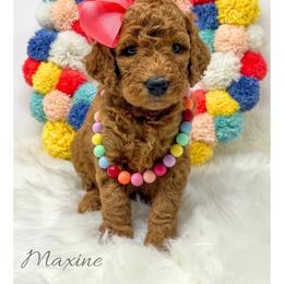 Maxine - Red  female Goldendoodle puppy in State Road, North Carolina from Must Love Doodles