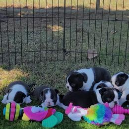 Boston Terrier Puppies from Cripple Creek Boston Terriers