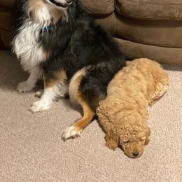 Goldendoodle Puppies from Null Doodles