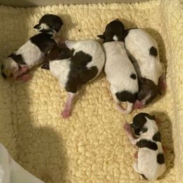Lightning - White and sable female Papillon puppy in Central Florida, Florida from Sunshine Papillons