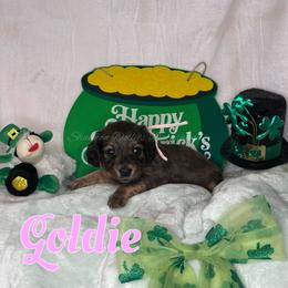 Goldie - Cream female Dachshund puppy in Monitor, Washington from Shannon Dolly’s Dachshunds