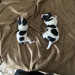 Miniature Schnauzer Puppies from hallie lively