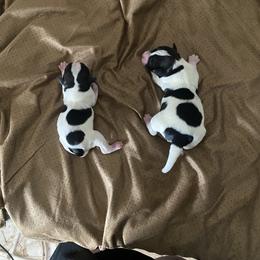 Miniature Schnauzer Puppies from hallie lively