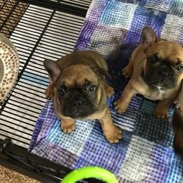 French Bulldog Puppies from PNW French Bulldogs