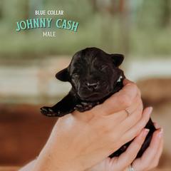 Labrador Retriever Puppies from Parsons Farmstead Retrievers