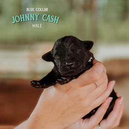 Labrador Retriever Puppies from Parsons Farmstead Retrievers