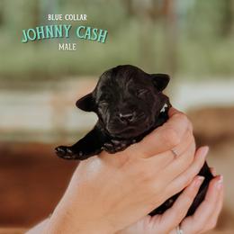 Labrador Retriever Puppies from Parsons Farmstead Retrievers