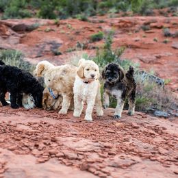 Goldendoodle Puppies from Fire Sky Kennels