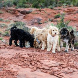 Goldendoodle Puppies from Fire Sky Kennels