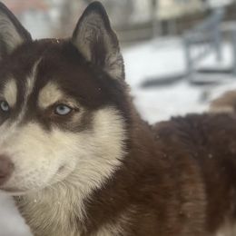 Siberian Huskies from Husky Breeds