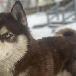 Siberian Huskies from Husky Breeds