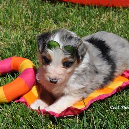 Australian Shepherd Puppies from Dovehawk Australian Shepherds