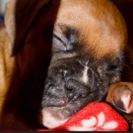 Boy 3 - Fawn male Boxer puppy in Canterbury, Connecticut from Franklin’s Boxers