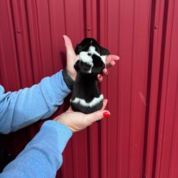 Girl 2 - Black brown and white female Basset Hound puppy in Noblesville, Indiana from Russell Bassets