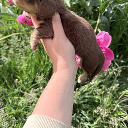 Girl 1 - Chocolate and cream female Dachshund puppy in Umatilla County, Oregon from Divine Dogs