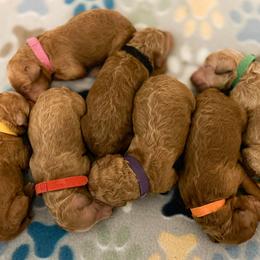Poodle Puppies from Miller Creek Standard Poodles