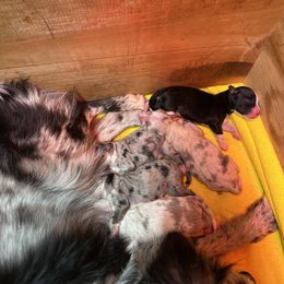 Miniature Australian Shepherd and Toy Australian Shepherd Puppies from Cherry Grove Kennel