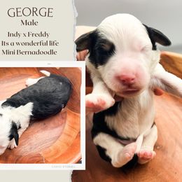 Boy 1 - Black and white male Bernedoodle puppy in Hilton, New York from The House of Goldendoodle