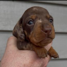 Lime collar dapple - Chocolate and tan male Dachshund puppy in Ocala, Florida from Dalmar Floridachs