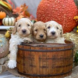 Goldendoodle Puppies from OCGoldendoodles