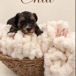 Chai - Black and tan male Morkie puppy in Dallas, Texas from Copper Crown Canines