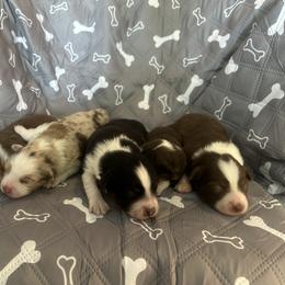 Miniature American Shepherd Puppies from Elm Creek Minis