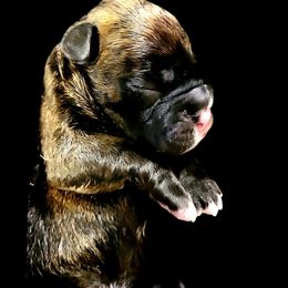 Boxer Puppies from Winchester Boxers