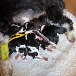 Havapoo puppies from Pridespoodles