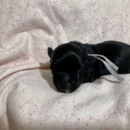 Maltipoo, Morkie, and Yorkipoo Puppies from Danza Bolo