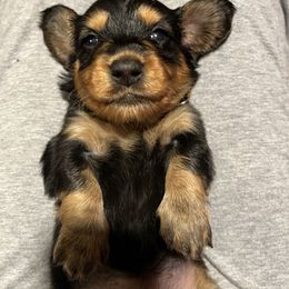 Girl 4 - Black and tan female Dachshund puppy in Stevensville, Montana from LynnHaven Ranch Dachshunds