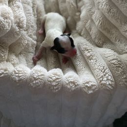 Zip - Black and white male Chihuahua puppy in Red Bluff, California from Aye Chihuahua