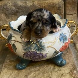 FRECKLES. CKC FULL RIGHTS - Dapple female Dachshund puppy in Elizabethtown, Kentucky from Teeny Tiny Puppy Tails