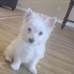 Female - White female West Highland White Terrier puppy in Hoschton, Georgia from AKC  Westie World