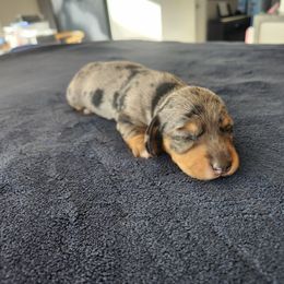 Silkywierhaired Prince - Dapple female Dachshund puppy in Torrance, California from Lucky Dachshunds