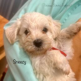 Sneezy - White male Schnoodle puppy in Sedalia, Missouri from Farmer Brown's Puppies